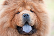 dog chow chow
