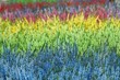 Bruyères parterre coloré