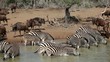 Zebras and wildebeest drinking water, Mkuze, South Africa