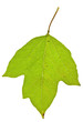 viburnum leaf isolated viburnum leaf isolated