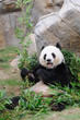 Giant panda