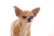 Foto: Chihuahua Chihuahua