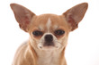 Foto: Chihuahua Chihuahua