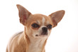 Foto: Chihuahua Chihuahua