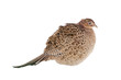 Pheasant