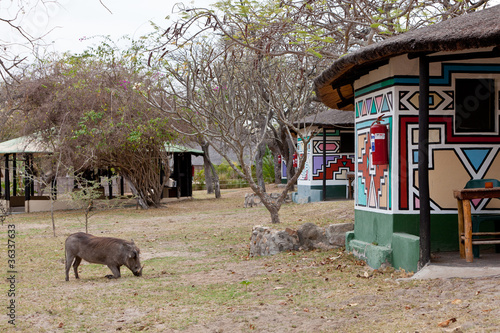 Photo: African warthog on a campsite African warthog on a campsite