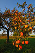 apple's at appletree