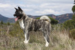 Akita Américain De Profil Dan...
