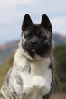 air digne de l'akita américain
