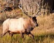Bull Elk