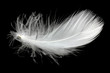 vogelfeder