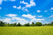 Rice fields and beautiful clouds.