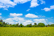 Rice fields and beautiful clouds.