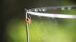 Video: spider under a spray of water spider under a spray of water