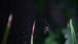 Video: garden spider works on its web garden spider works on its web