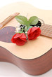 Rose on Acoustic Guitar Rose on Acoustic Guitar