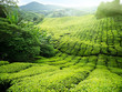 Tea plantation Cameron highlands, Malaysia