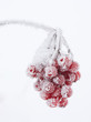 Vogelbeeren im Raureif