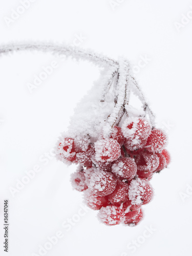 Photo: Vogelbeeren im Raureif Vogelbeeren im Raureif