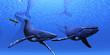 Whale 01