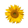 Sunflower Isolated Sunflower Isolated
