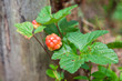 Cloudberry