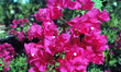 Bouganvilla