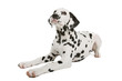 Dalmatian puppy