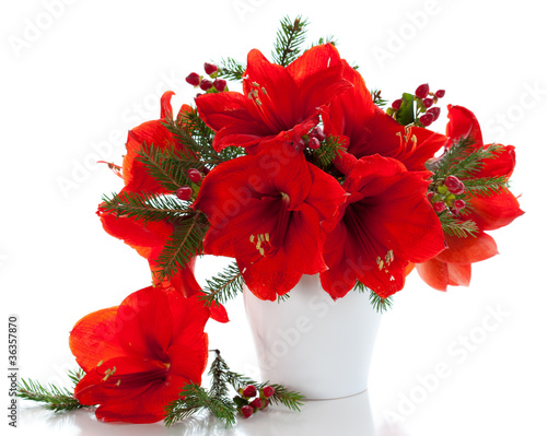 Photo: Christmas arrangement of amaryllis Christmas arrangement of amaryllis