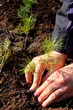 Planting a tree