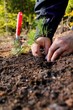Men planting a tree