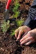 Hands planting a new forest
