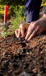Hands planting a new forest
