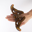 mariposa