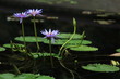 熱帯睡蓮・アズレア 神代植物公園