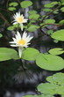 熱帯睡蓮 神代植物公園