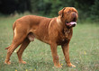 dogue de bordeaux de profil