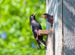 starling feed his nestling