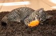 chaton chaton