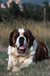Photo : chien Saint Bernard couché dans l'herbe chien Saint Bernard couché dans l'herbe