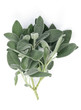Salvia