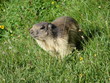 MARMOTTE BELLE PLAGNE 1