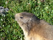 MARMOTTE BELLE PLAGNE 7