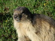MARMOTTE BELLE PLAGNE 6
