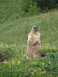 MARMOTTE BELLE PLAGNE 18