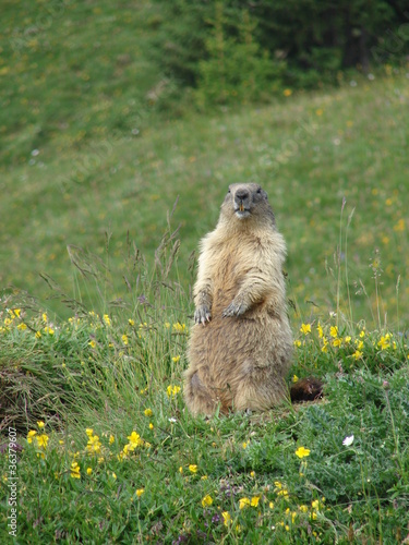 Photo: MARMOTTE BELLE PLAGNE 18 MARMOTTE BELLE PLAGNE 18