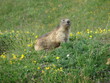 MARMOTTE BELLE PLAGNE 23