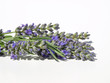 Fresh lavender with leaves set against a white background