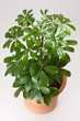 Schefflera house plant