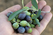 olive nella mano olive nella mano